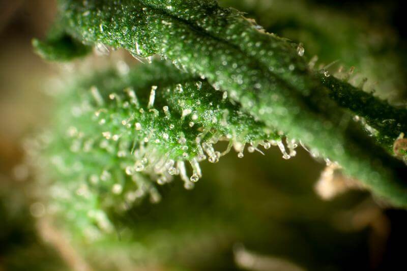 Marihuana Respect15 x Juanita