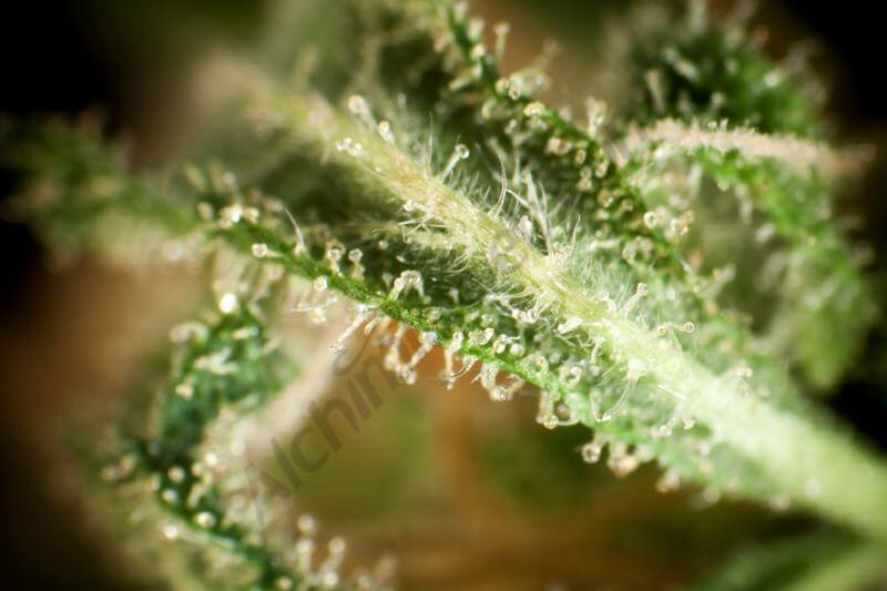 Marihuana Respect15 x Juanita