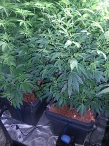 Marihuana cultivada con arlita