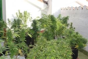 Un jardin diverso compuesto de plantas de cannabis muy distintas