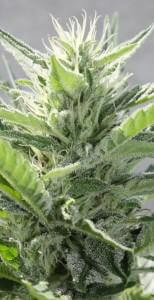 Macro Agent Orange