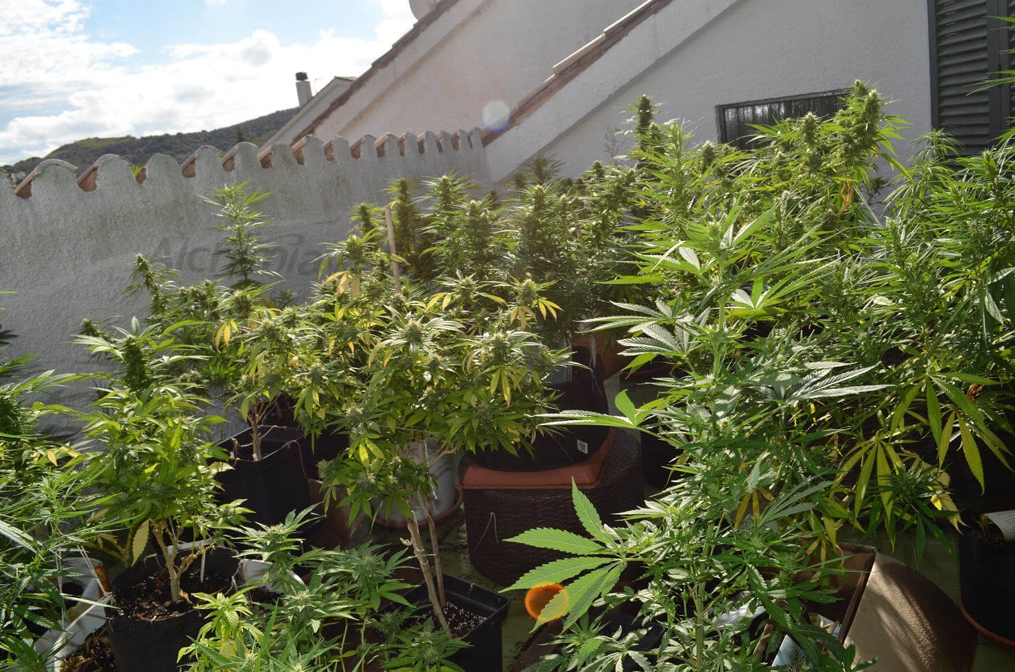 Un Eden para los amantes del cannabis