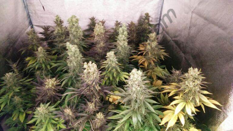 Marihuana en floración en un ambiente de cultivo bien gestionado