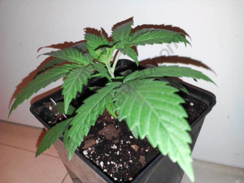Planta de marihuana con un una humedad adecuada. 