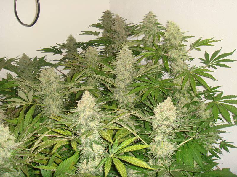 Errores típicos en el cultivo de marihuana- Alchimia Grow Shop