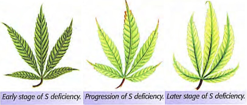 Carencia de azufre en el cannabis