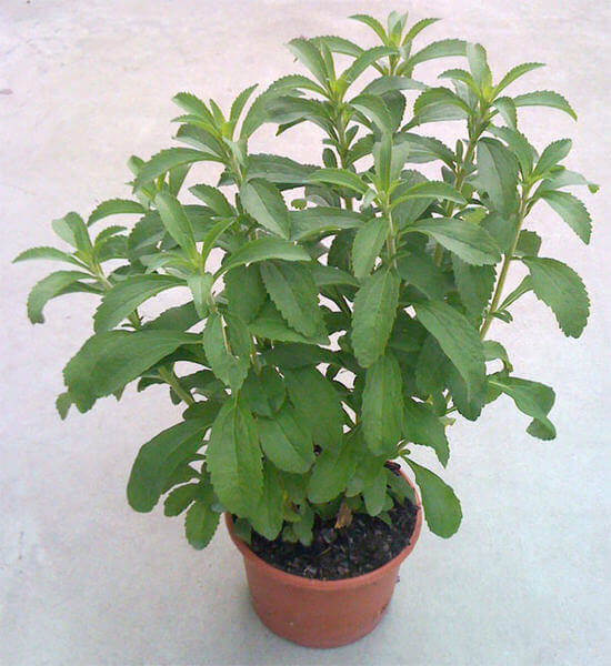 Stevia en maceta