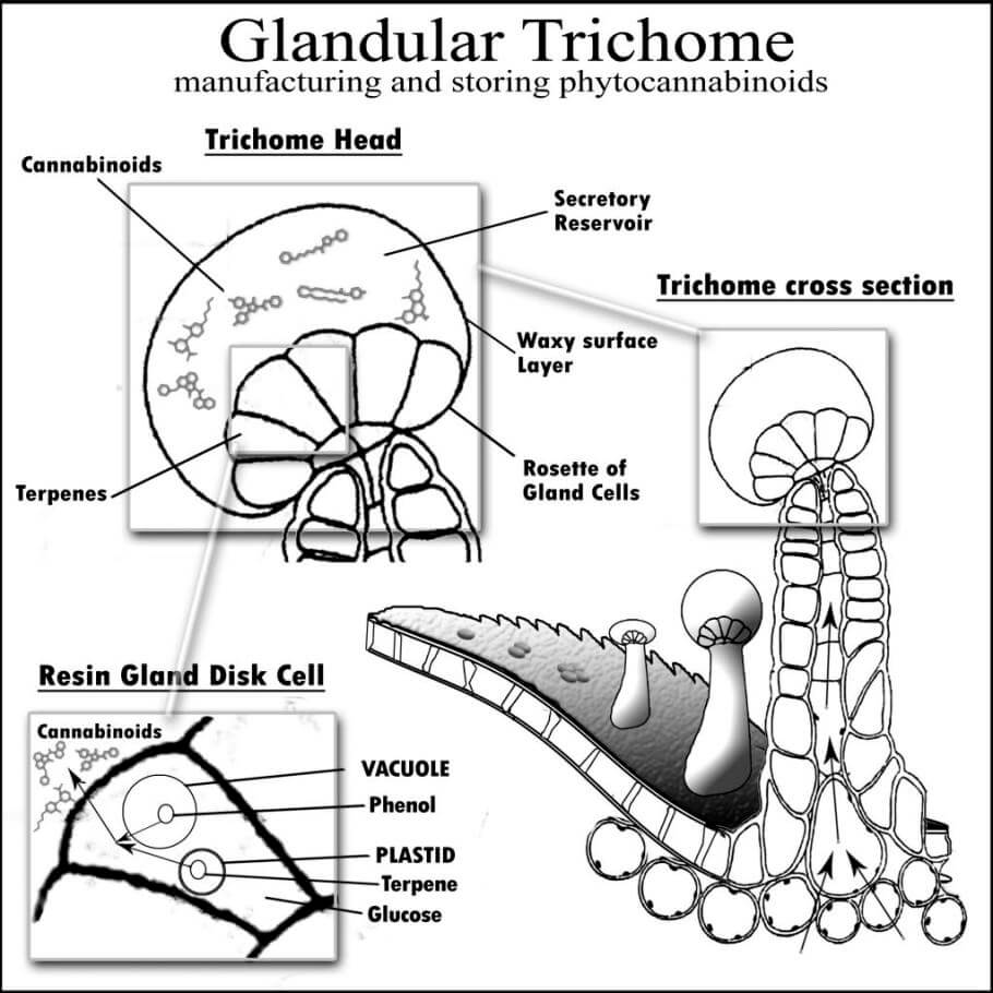 Sección de tricoma glandular de cannabis