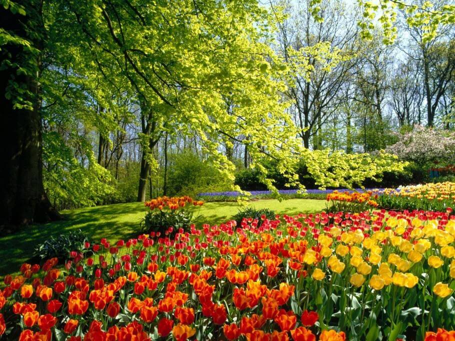 Jardín con flores de alegres colores