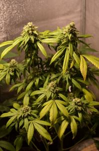 Semillas de marihuana para cultivar en interior