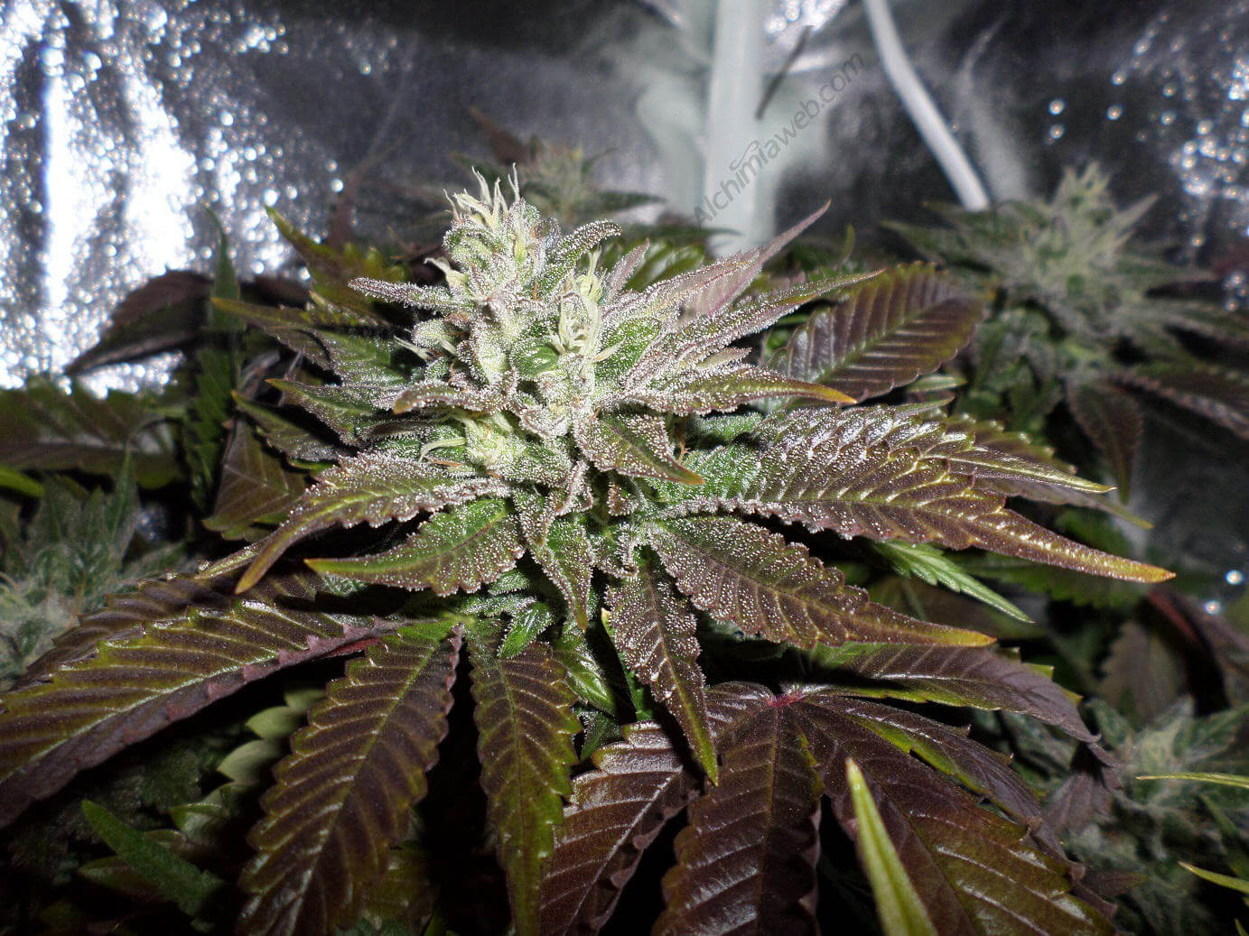 Cogollos de marihuana cultivado en interior