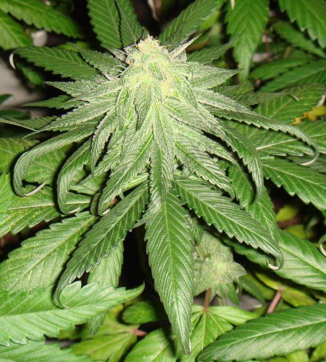 marihuana Flo con inicio de sobre fertilización