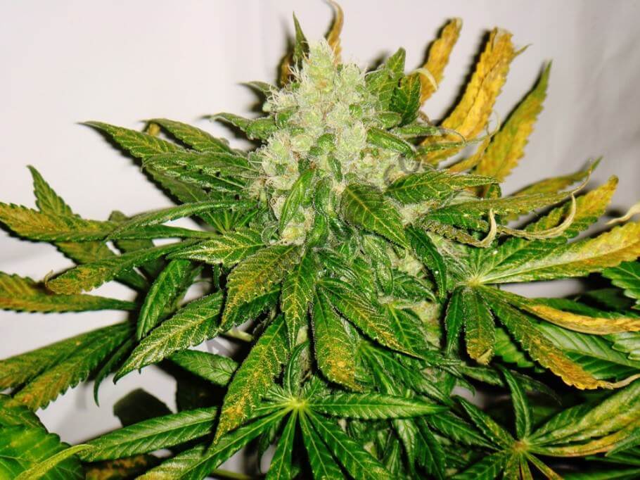 marihuana ChemKush test Line de Philosopher Seeds