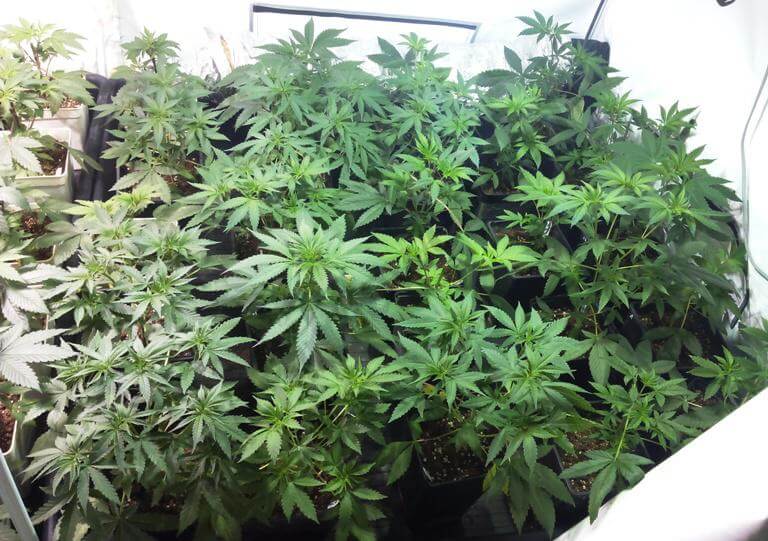 Plantas de marihuana tras la poda apical