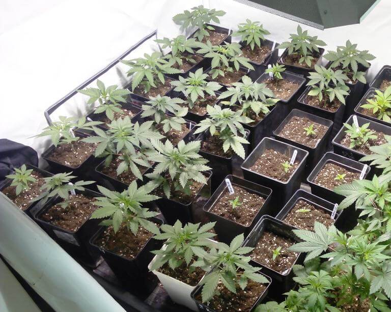 Plantas que comparten genética Chemdog