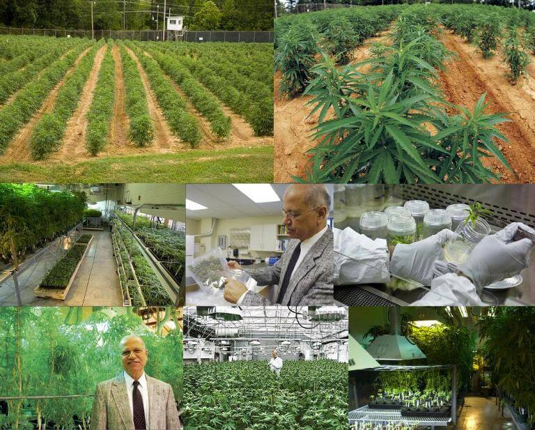 Notícias cannabis medicinal Junio 2014