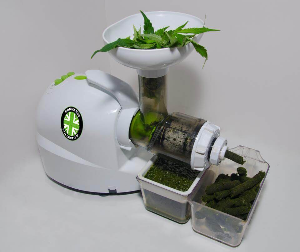 Juice extractor processing marijuana leafs