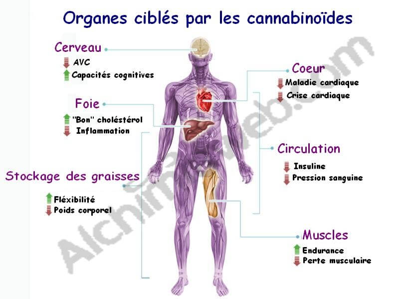 Los cannabinoides actúan sobre varios órganos del cuerpo humano