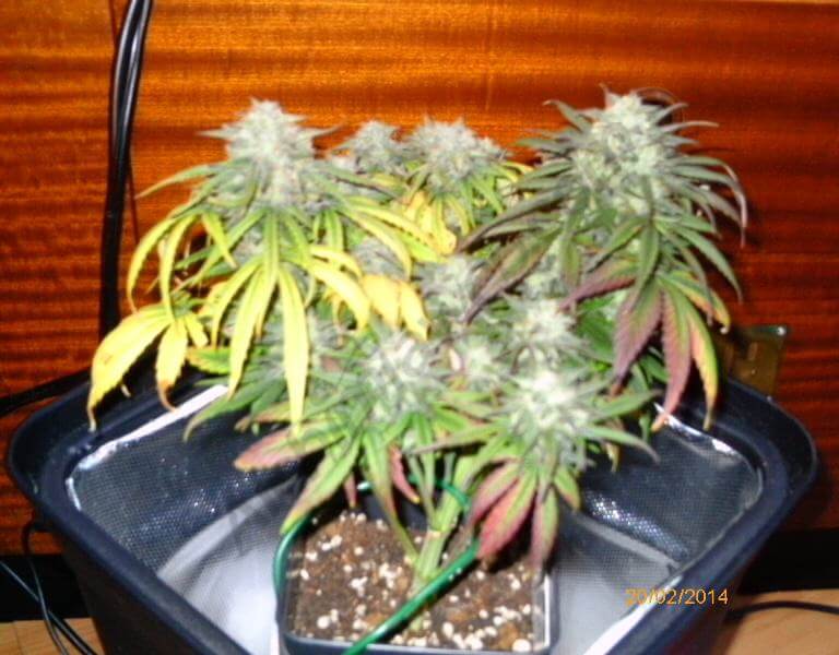 Pipa de Metal Hojas de Marihuana - La Huerta Grow Shop