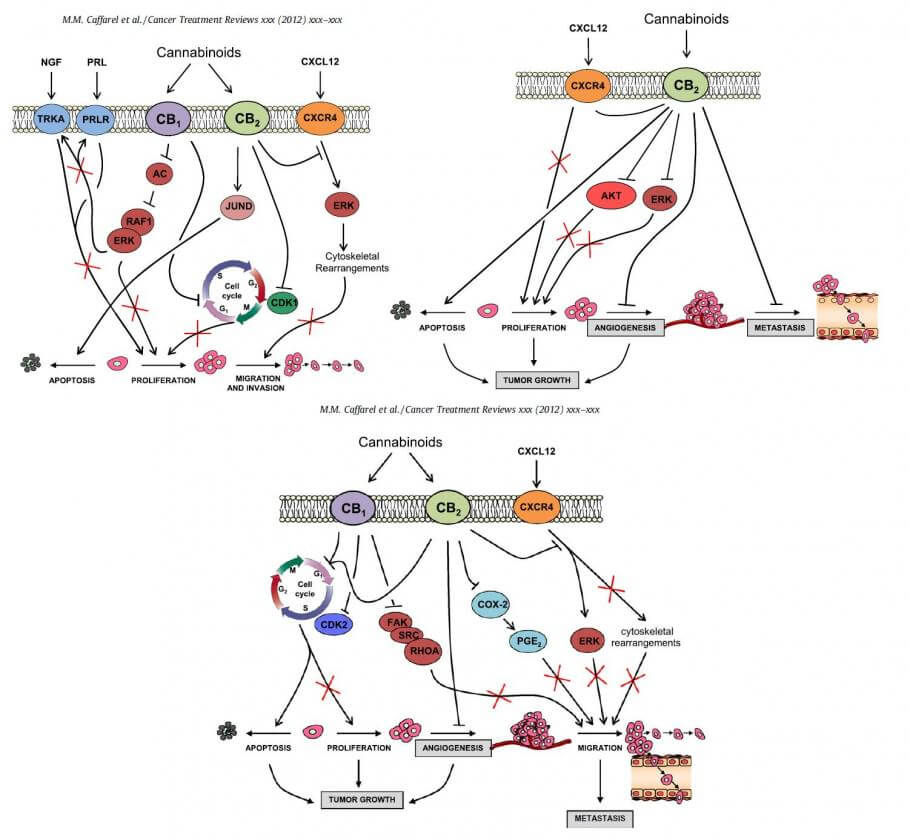 Explicación de la acción de los cannabinoides contra los tumores mamarios