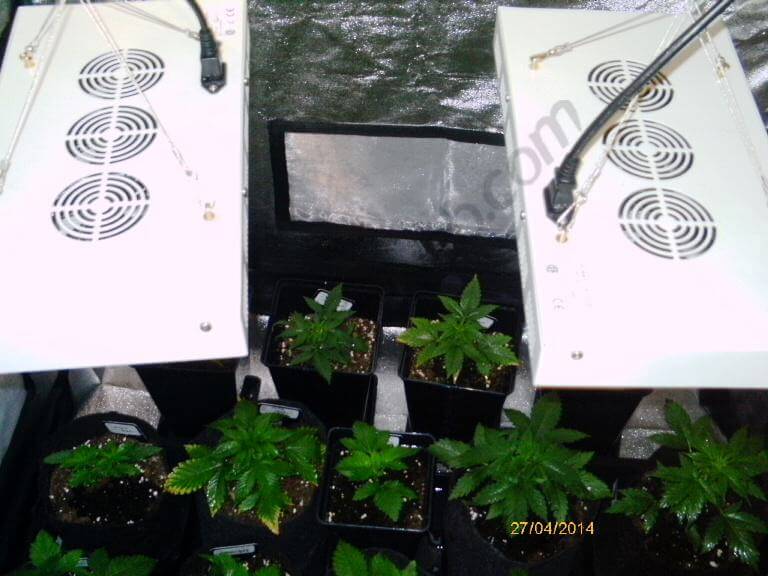 Cultivo con dos paneles de Led 120w x 2