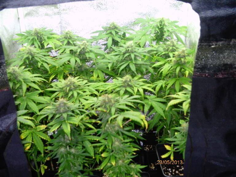 Oxido Censo nacional Monarca Cultivar marihuana en espacios reducidos- Alchimia Grow Shop