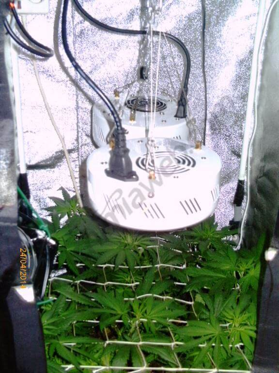 Marihuana en SCROG/SOG