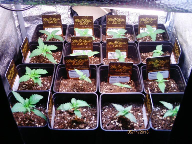 sog en micro cultivo de 0.5m2