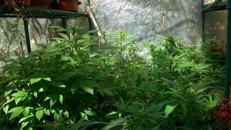 Marihuana dentro de invernadero empezando a florecer