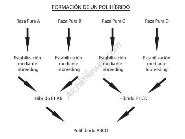 Creando diferentes híbridos y cruzándolos entre sí conseguimos polihíbridos