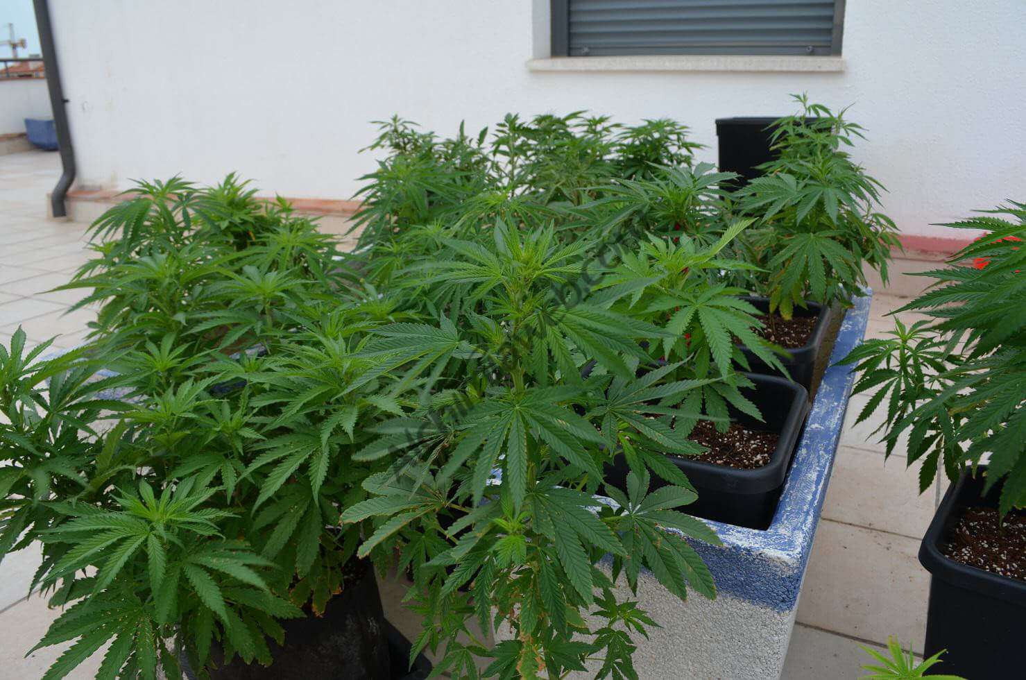 Pequeño jardín de marihuana en exterior en coco y Biotabs