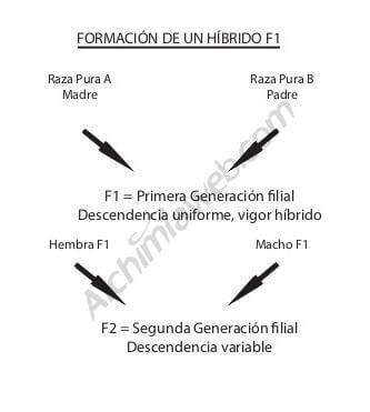 Creación de la primera y segunda generación filial hibrido f1