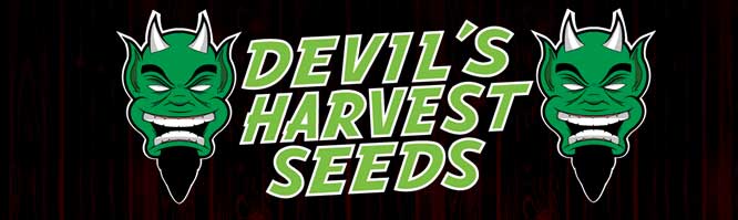 Presentación de The Devil's Harvest Seeds en Alchimia