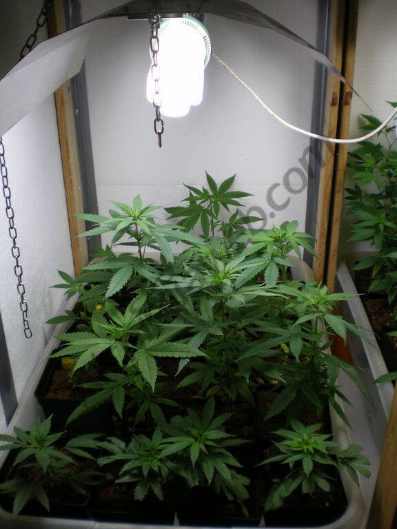 Prominente barato líquido La iluminación en el cultivo interior de marihuana- Alchimia Grow Shop