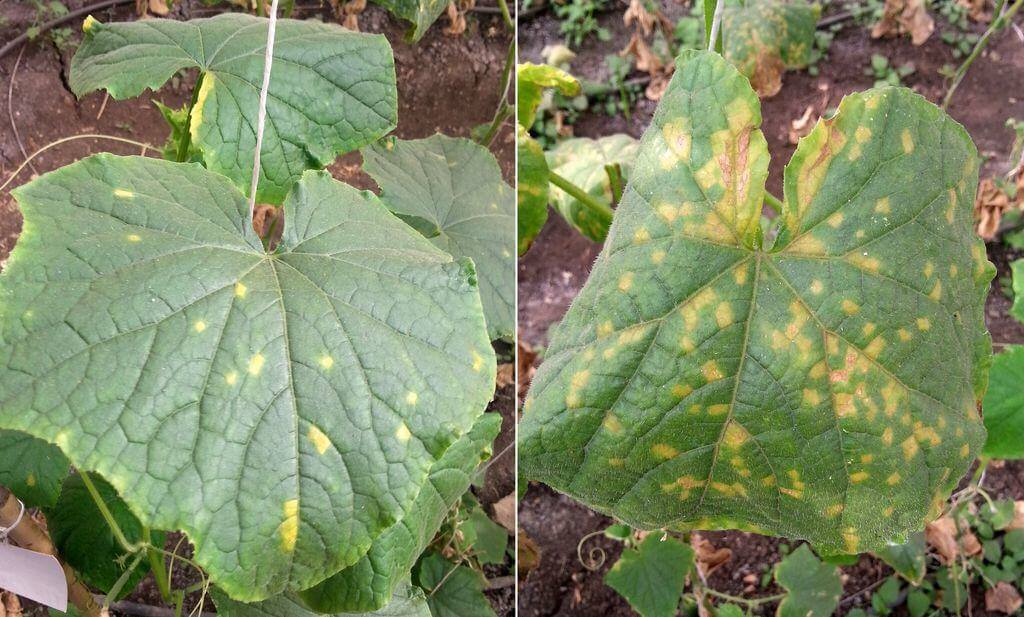 Evolución de los daños por Mildiu en una planta de pepinos