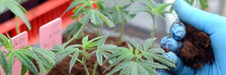 plantel cannabis