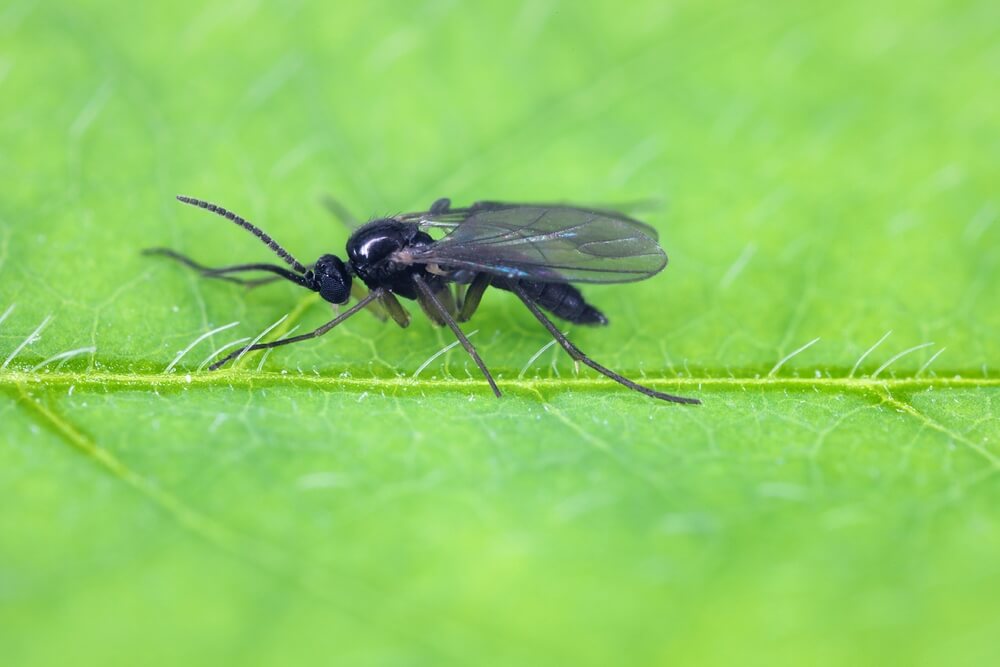 Mosca negra del sustrato en la marihuana