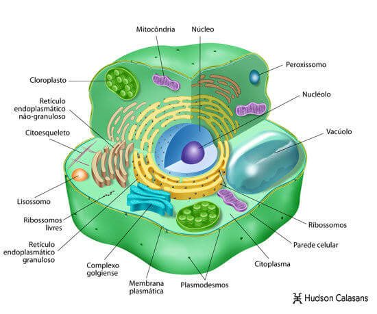 Estructura de la célula vegetal 