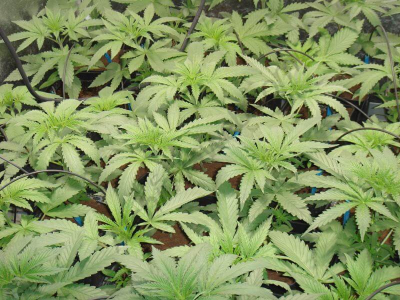 Cultivo en SOG con 33 plantas en maceta inicial de 1L