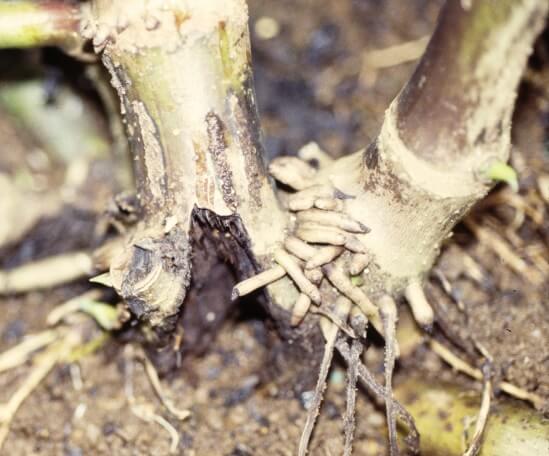 La podredumbre radicular causa severos daños en raíces y tallos