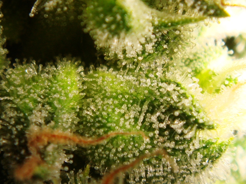 Tricomas con 33 días de floración de Bubble Kush