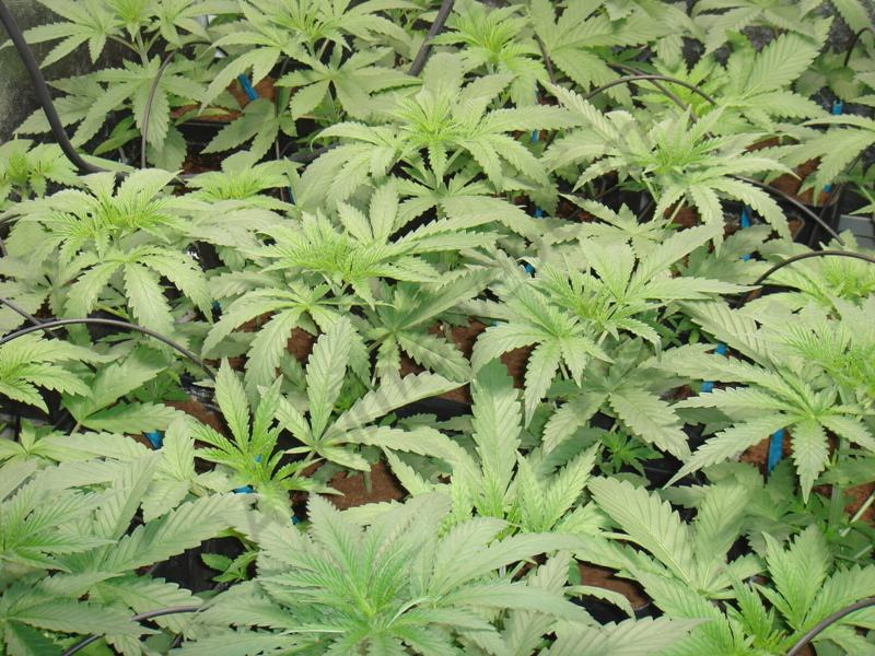 Plantas de marihuana en SOG antes de pasarlas a floración