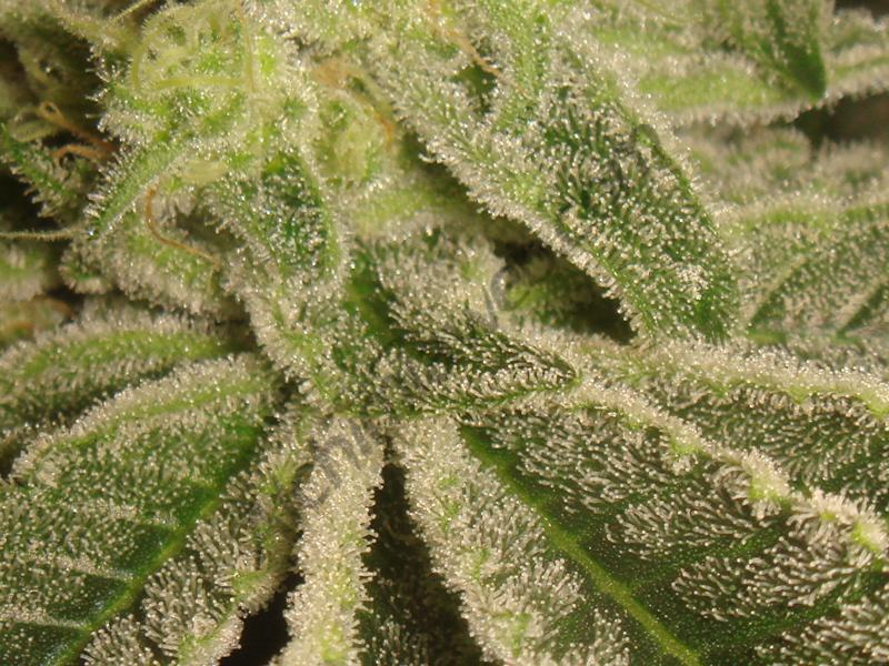 Tricomas de calidad con 42 dí­as floración Bubble Kush regular