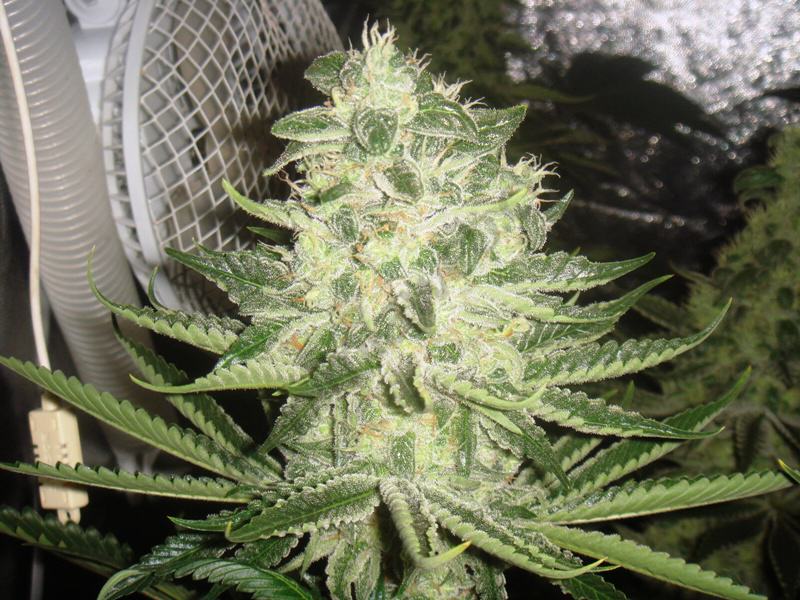 Marihuana Bubble Kush con 42 días floración recubierta de tricomas