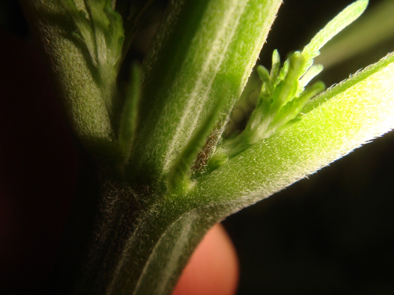 Preflores macho de Bubble Kush, ests siempre aparecen antes que las preflores hembras