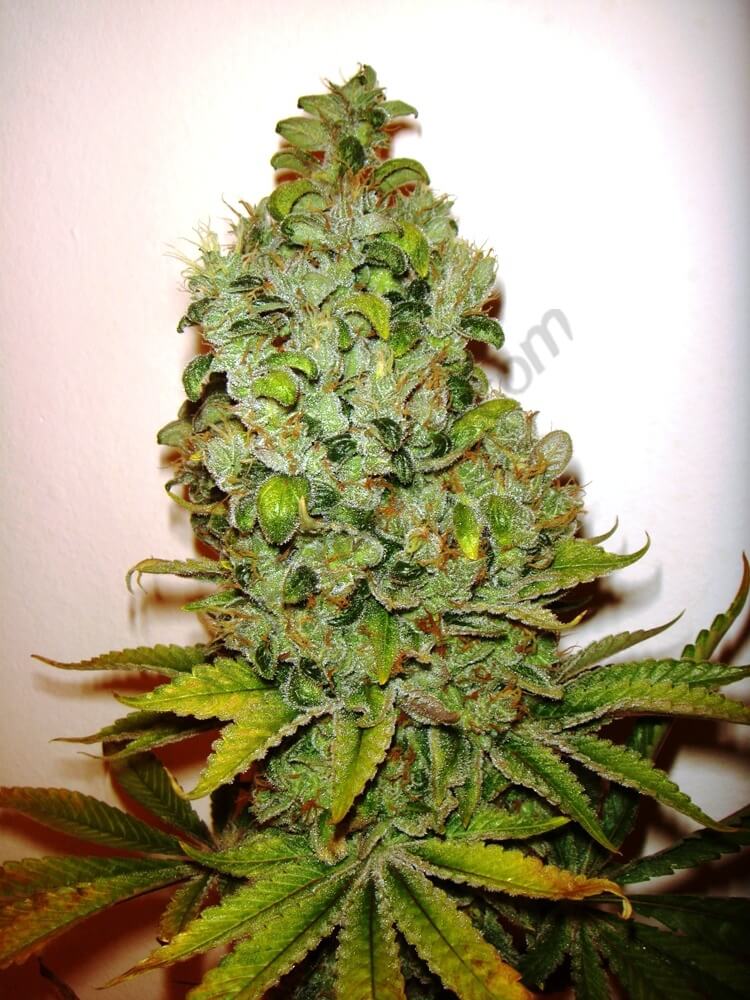 Cultivo de marihuana con abonos Botanicare