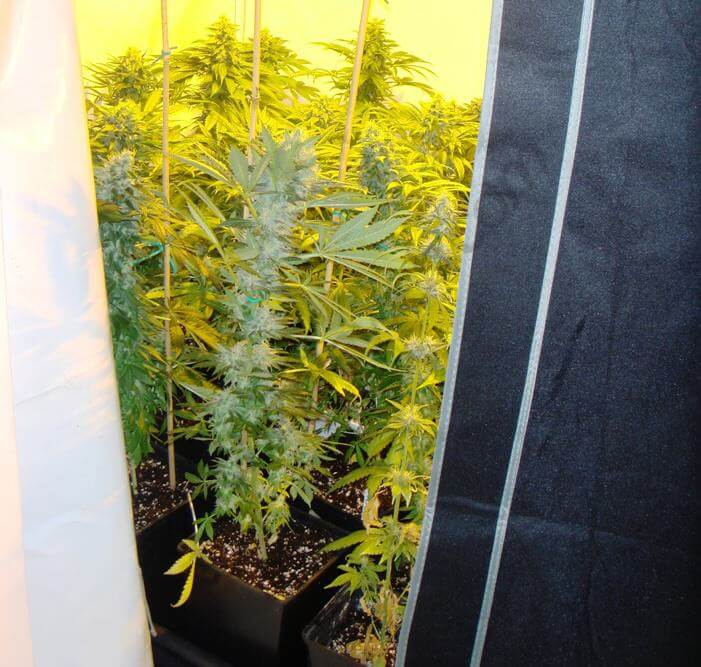 Marihuana cultivada en tierra