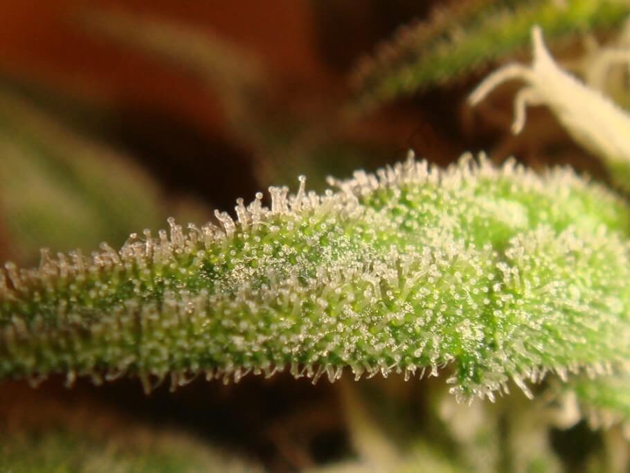 Los tricomas del cannabis 