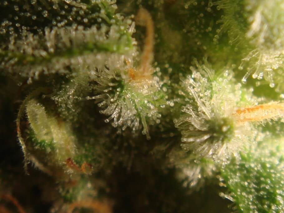 Tricomas de cannabis con 38 días de floración