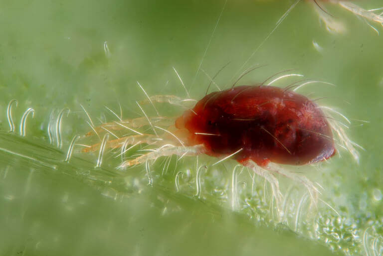 Hembra de Tetranychus urticae, araña roja